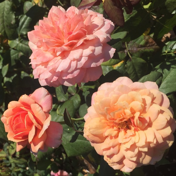 Meet your Posher! - Picture 1 of 1